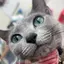 ちこのプロフィール画像