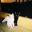さくやのプロフィール画像