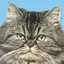 。のプロフィール画像