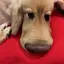 しゅんなのプロフィール画像