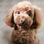 つづらののプロフィール画像