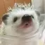 しいのプロフィール画像