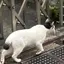konigeのプロフィール画像
