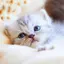 maipyonのプロフィール画像