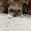 miuのプロフィール画像