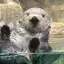 さおりのプロフィール画像