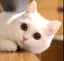 りゅうちゃんの尻尾のプロフィール画像