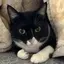 ちゃいのプロフィール画像