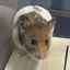 ててこのプロフィール画像