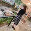 sioのプロフィール画像