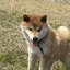 はちのプロフィール画像