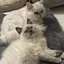 ちょらのプロフィール画像
