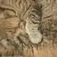 ネコチヤンのプロフィール画像