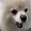 きなこもちのプロフィール画像