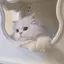 ミサトのプロフィール画像