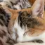 みゃーちゃんのプロフィール画像