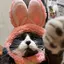 ライスのプロフィール画像