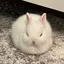 紅ちゃんのプロフィール画像