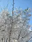 🔵葵🔵のプロフィール画像