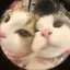 あにのプロフィール画像