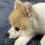 Yasuのプロフィール画像
