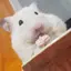 はむのプロフィール画像