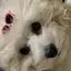 シュシュのプロフィール画像