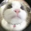 aoiのプロフィール画像