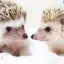 ハリネズミのプロフィール画像