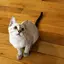 真緒のプロフィール画像