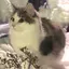レモンのプロフィール画像