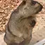 ことみのプロフィール画像