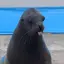 ナチョスのプロフィール画像