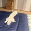 きぬのプロフィール画像