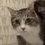 メンチのプロフィール画像