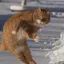 猫柳のプロフィール画像