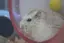 ひなのプロフィール画像