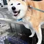 智花のプロフィール画像