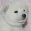 ぱんちゃんのプロフィール画像