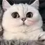 カインのプロフィール画像