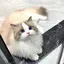 りののプロフィール画像