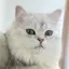 とらのプロフィール画像