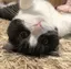ぎょどん丸のプロフィール画像