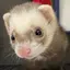 maimaiのプロフィール画像