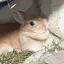 わんこのプロフィール画像