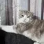 ちやんのプロフィール画像