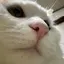 たかなのプロフィール画像