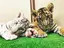 🐯のプロフィール画像