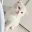 にゃのプロフィール画像