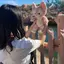 ふのプロフィール画像